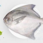 Pomfret Large 400 - 500 gms