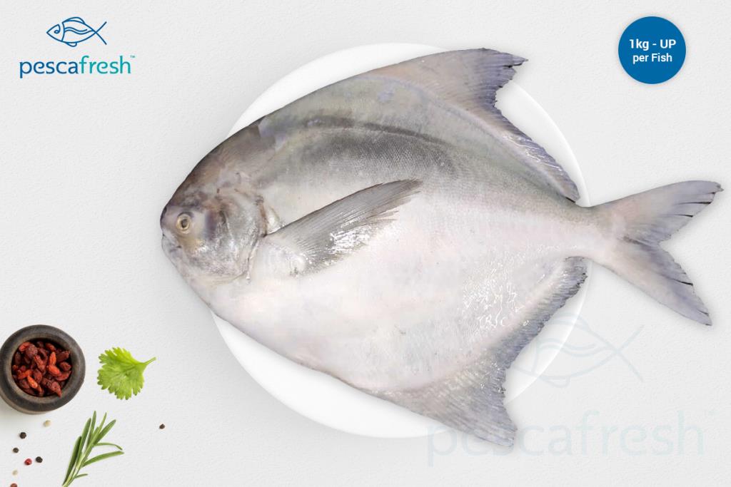 10 Pomfret Large 400 - 500 gms - Image 1