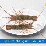 Lobsters Jumbo (1kg and Up)