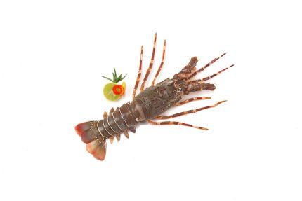 Rock Lobsters Medium Whole Clean (500 g)